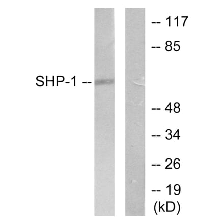 Western Blot - Anti-SHP-1 Antibody (B0026) - Antibodies.com