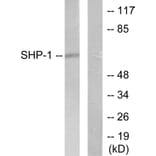 Western Blot - Anti-SHP-1 Antibody (B0026) - Antibodies.com