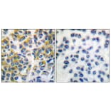 Immunohistochemistry - Anti-SHP-1 Antibody (B0026) - Antibodies.com