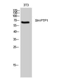 Western Blot - Anti-SHP-1 Antibody (B0026) - Antibodies.com