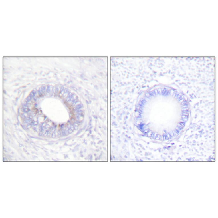 Immunohistochemistry - Anti-SHP-1 Antibody (B0026) - Antibodies.com