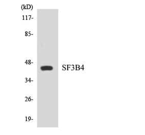 Western Blot - Anti-SF3B4 Antibody (R12-3497) - Antibodies.com