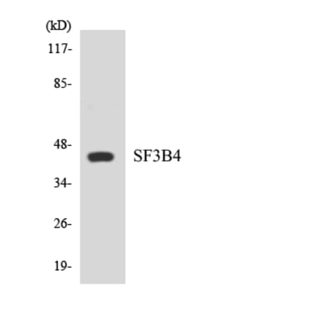 Western Blot - Anti-SF3B4 Antibody (R12-3497) - Antibodies.com