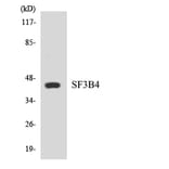 Western Blot - Anti-SF3B4 Antibody (R12-3497) - Antibodies.com