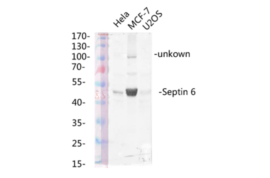 Western Blot - Anti-SEPT6 Antibody (C18512) - Antibodies.com