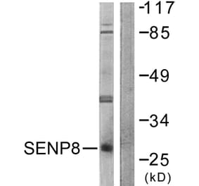 Western Blot - Anti-SENP8 Antibody (C0371) - Antibodies.com
