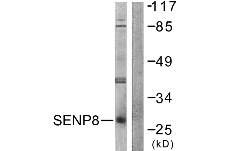 Western Blot - Anti-SENP8 Antibody (C0371) - Antibodies.com