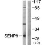 Western Blot - Anti-SENP8 Antibody (C0371) - Antibodies.com