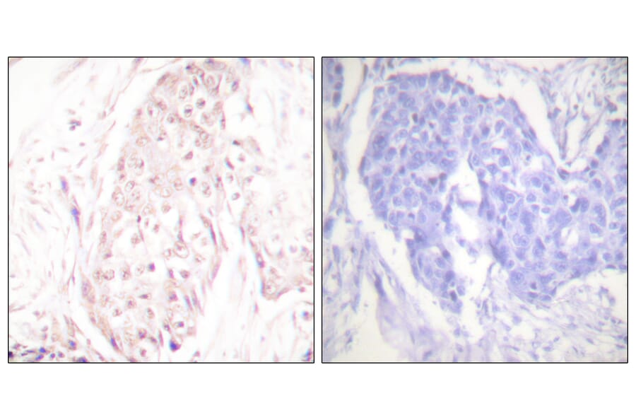 Immunohistochemistry - Anti-SENP8 Antibody (C0371) - Antibodies.com