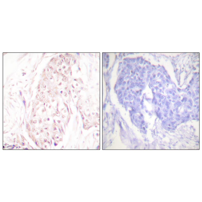 Immunohistochemistry - Anti-SENP8 Antibody (C0371) - Antibodies.com