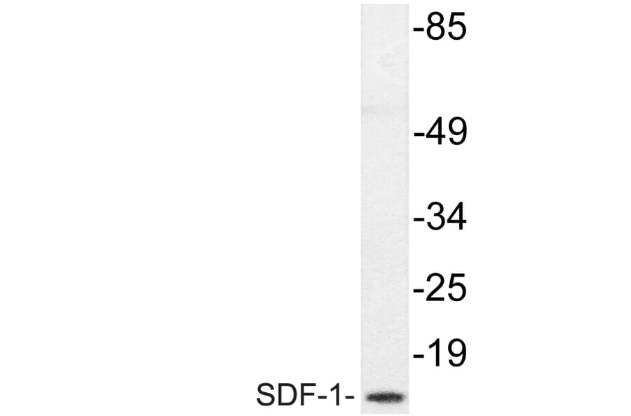 Western Blot - Anti-SDF-1 Antibody (R12-2347) - Antibodies.com