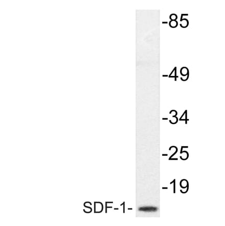 Western Blot - Anti-SDF-1 Antibody (R12-2347) - Antibodies.com
