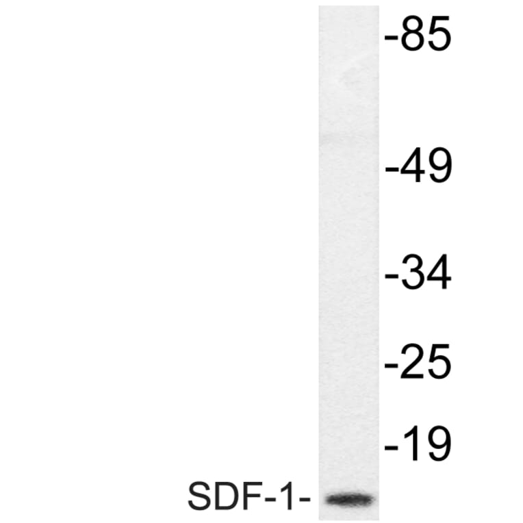 Western Blot - Anti-SDF-1 Antibody (R12-2347) - Antibodies.com