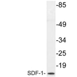 Western Blot - Anti-SDF-1 Antibody (R12-2347) - Antibodies.com
