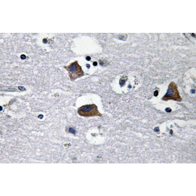 Immunohistochemistry - Anti-SDF-1 Antibody (R12-2347) - Antibodies.com