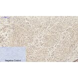 Immunohistochemistry - Anti-SDF-1 Antibody (R12-2347) - Antibodies.com