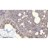 Immunohistochemistry - Anti-SDF-1 Antibody (R12-2347) - Antibodies.com