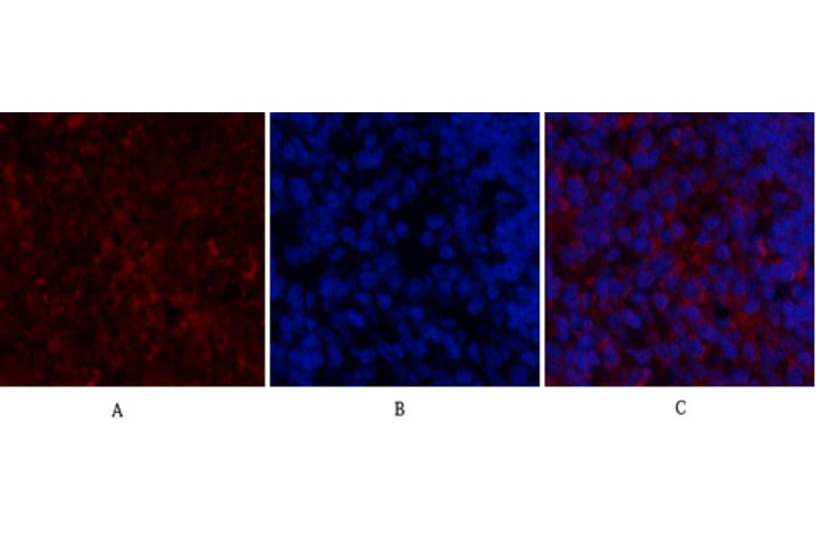 Immunofluorescence - Anti-SDF-1 Antibody (R12-2347) - Antibodies.com