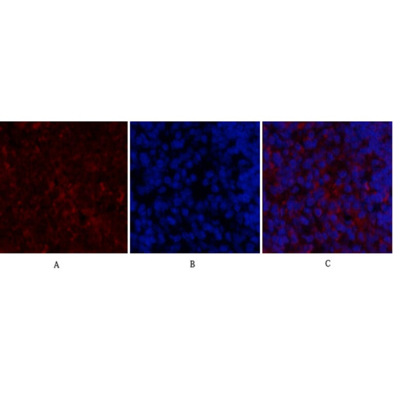 Immunofluorescence - Anti-SDF-1 Antibody (R12-2347) - Antibodies.com