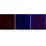 Immunofluorescence - Anti-SDF-1 Antibody (R12-2347) - Antibodies.com