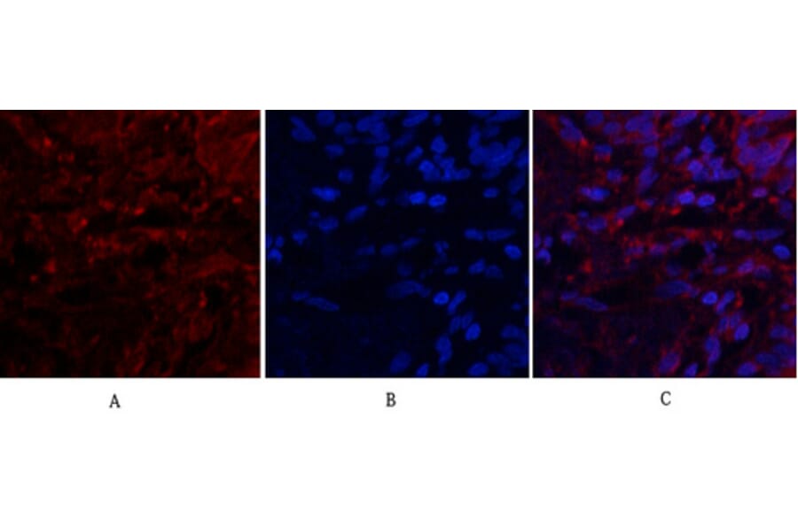 Immunofluorescence - Anti-SDF-1 Antibody (R12-2347) - Antibodies.com