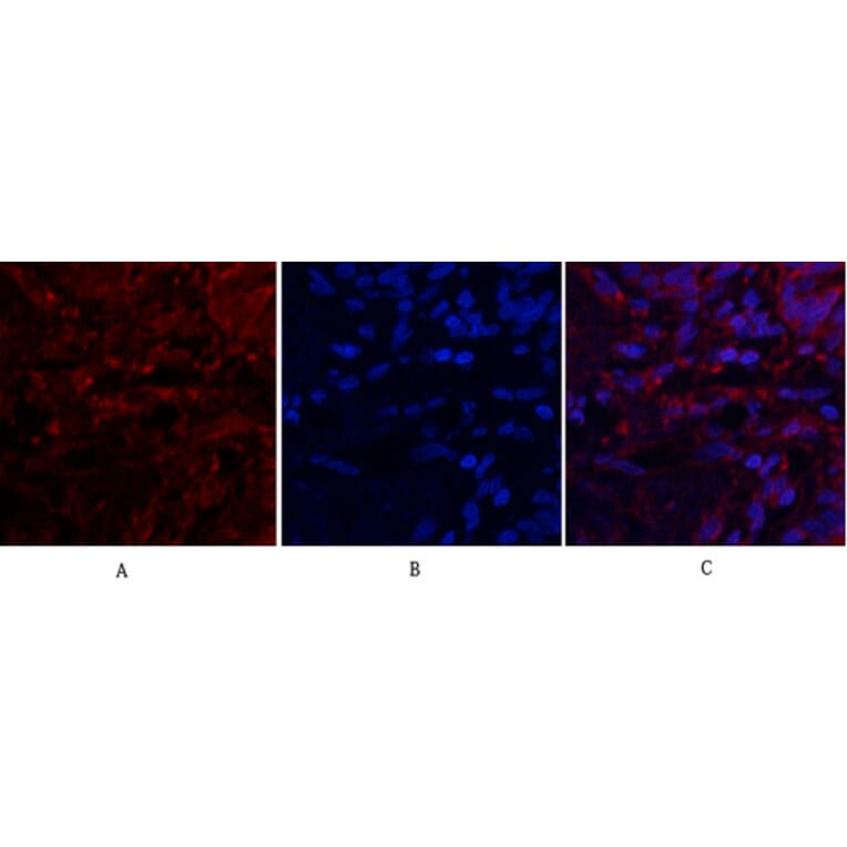 Immunofluorescence - Anti-SDF-1 Antibody (R12-2347) - Antibodies.com