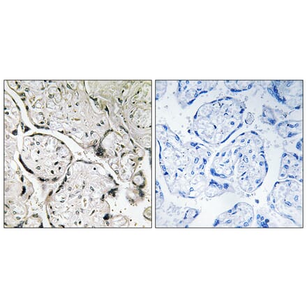 Immunohistochemistry - Anti-SAR1B Antibody (C16030) - Antibodies.com