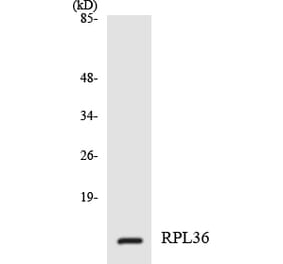 Western Blot - Anti-RPL36 Antibody (R12-3458) - Antibodies.com