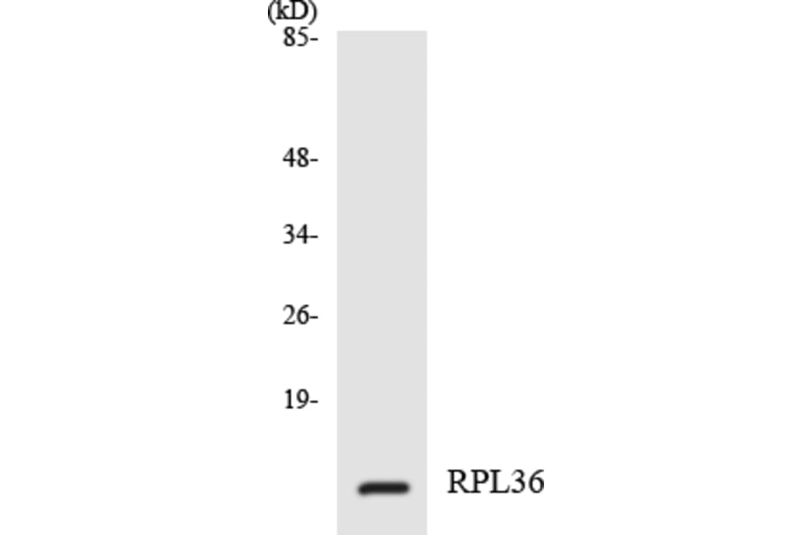 Western Blot - Anti-RPL36 Antibody (R12-3458) - Antibodies.com