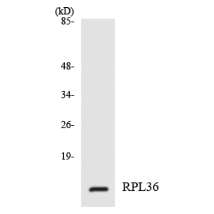 Western Blot - Anti-RPL36 Antibody (R12-3458) - Antibodies.com