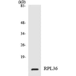 Western Blot - Anti-RPL36 Antibody (R12-3458) - Antibodies.com