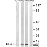 Western Blot - Anti-RPL30 Antibody (C14169) - Antibodies.com