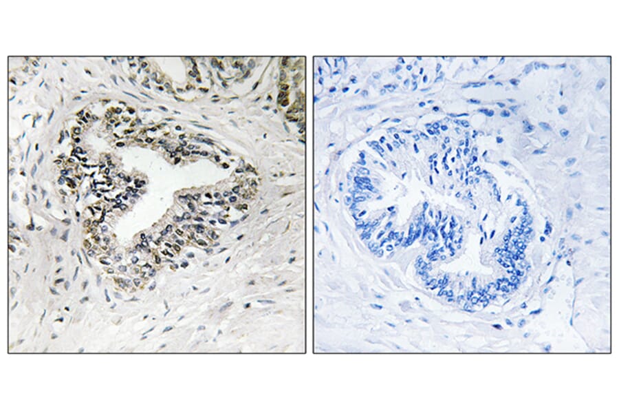Immunohistochemistry - Anti-RPL30 Antibody (C14169) - Antibodies.com