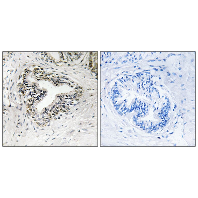 Immunohistochemistry - Anti-RPL30 Antibody (C14169) - Antibodies.com
