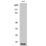 Western Blot - Anti-RPL30 Antibody (C14169) - Antibodies.com