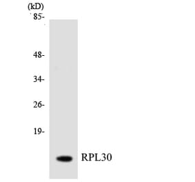Western Blot - Anti-RPL30 Antibody (R12-3456) - Antibodies.com