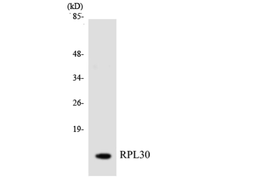 Western Blot - Anti-RPL30 Antibody (R12-3456) - Antibodies.com