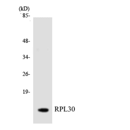 Western Blot - Anti-RPL30 Antibody (R12-3456) - Antibodies.com