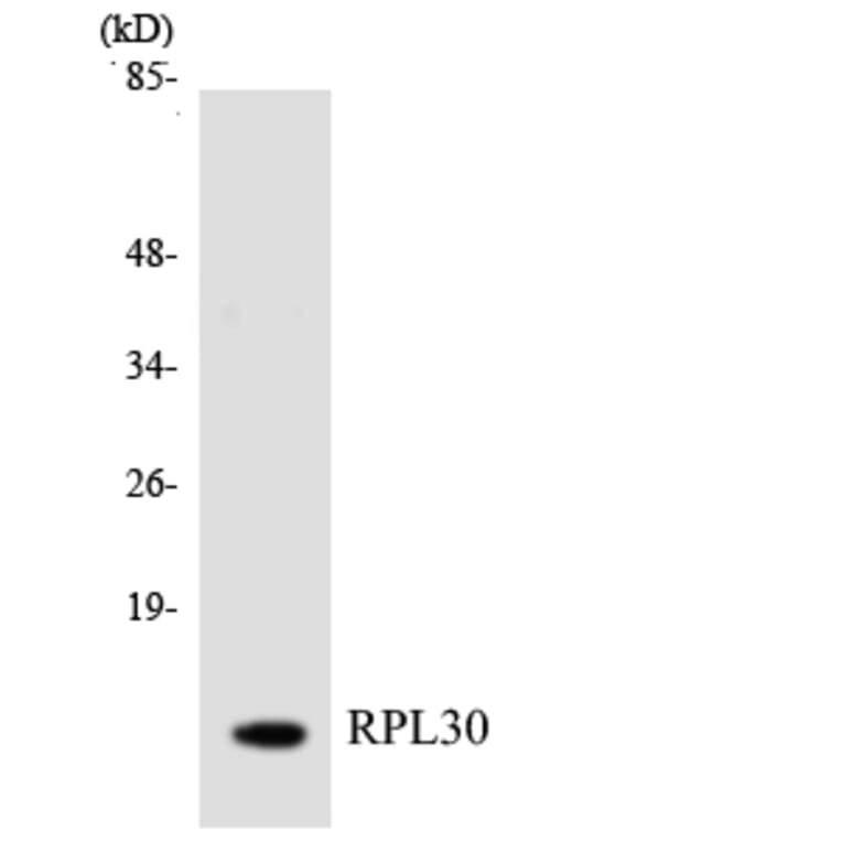 Western Blot - Anti-RPL30 Antibody (R12-3456) - Antibodies.com