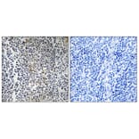 Immunohistochemistry - Anti-RPL23 Antibody (C14159) - Antibodies.com