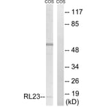 Western Blot - Anti-RPL23 Antibody (C14159) - Antibodies.com