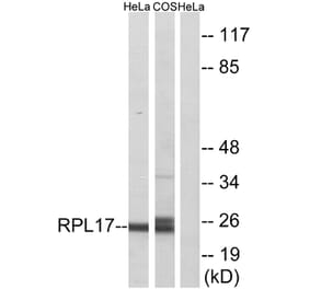 Western Blot - Anti-RPL17 Antibody (C14153) - Antibodies.com