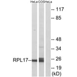 Western Blot - Anti-RPL17 Antibody (C14153) - Antibodies.com