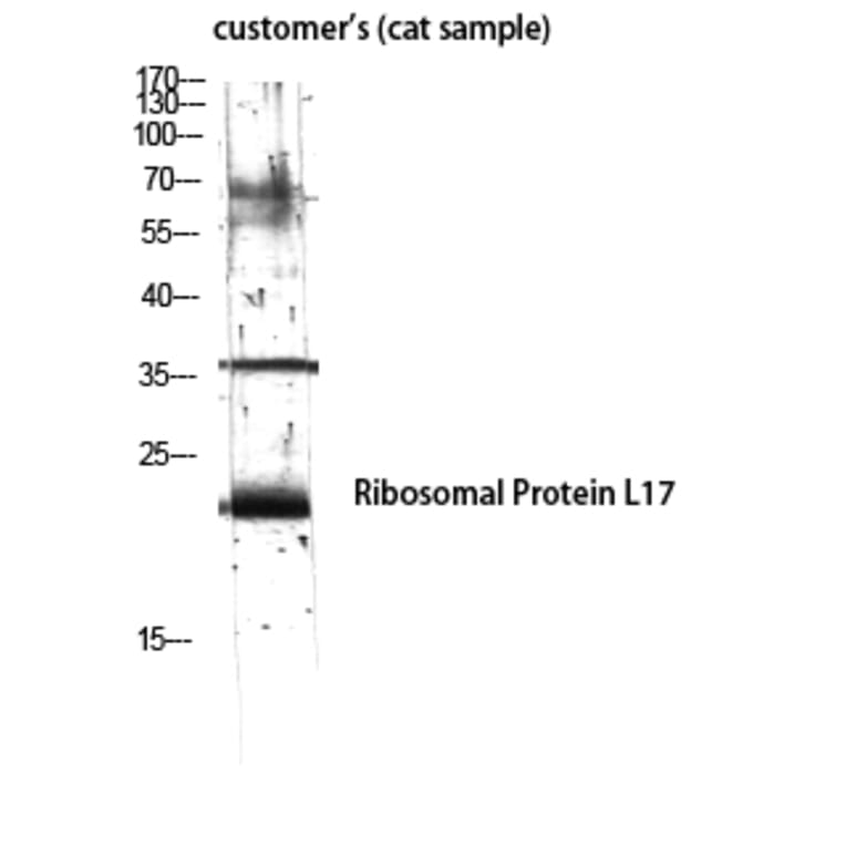 Western Blot - Anti-RPL17 Antibody (C14153) - Antibodies.com