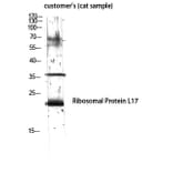 Western Blot - Anti-RPL17 Antibody (C14153) - Antibodies.com