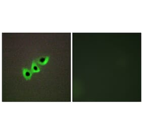 Immunofluorescence - Anti-RHG07 Antibody (C11532) - Antibodies.com