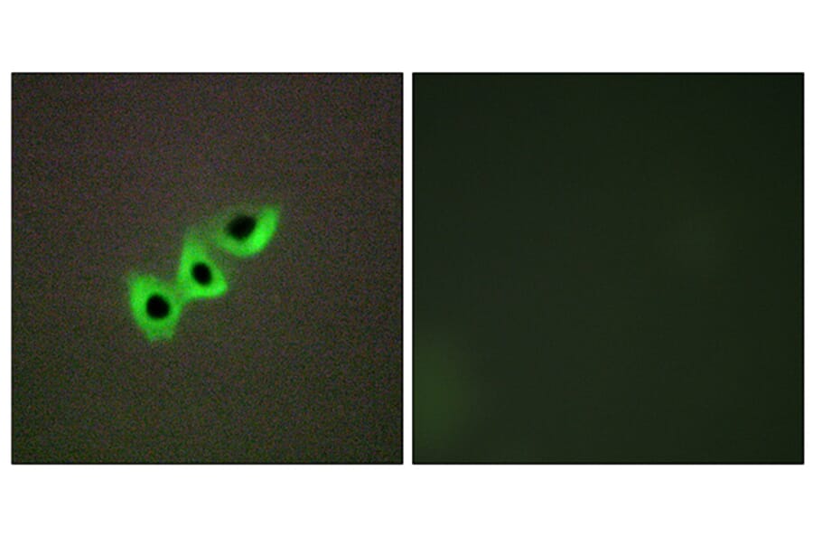 Immunofluorescence - Anti-RHG07 Antibody (C11532) - Antibodies.com