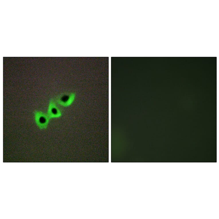 Immunofluorescence - Anti-RHG07 Antibody (C11532) - Antibodies.com