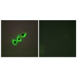 Immunofluorescence - Anti-RHG07 Antibody (C11532) - Antibodies.com