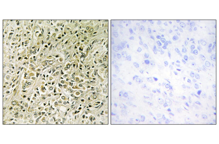 Immunohistochemistry - Anti-RHG07 Antibody (C11532) - Antibodies.com